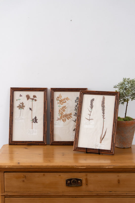 Bamboo Framed German Herbarium c. 1910